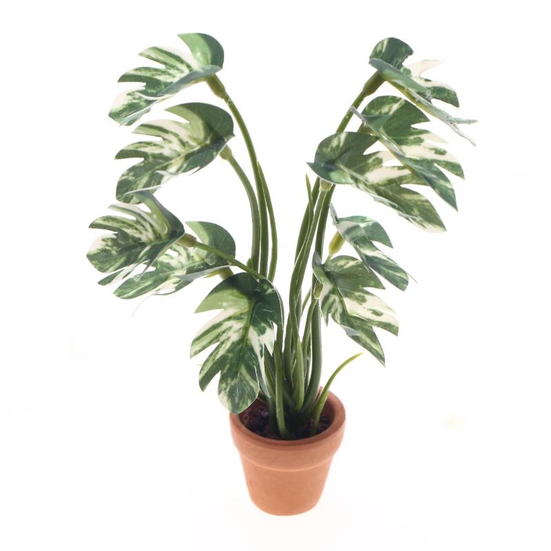 Bonsai Garden Home - Nuovo. 1 Pezzo Pianta Verde Monstera