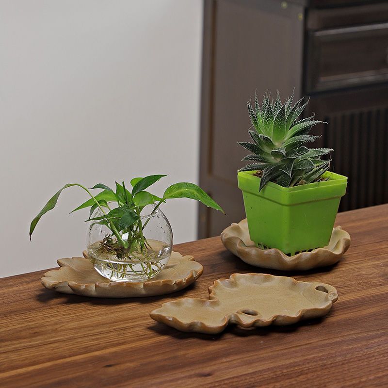 Pianta idroponica in legno bra - Drip Tray Saucer recensione e prezzo