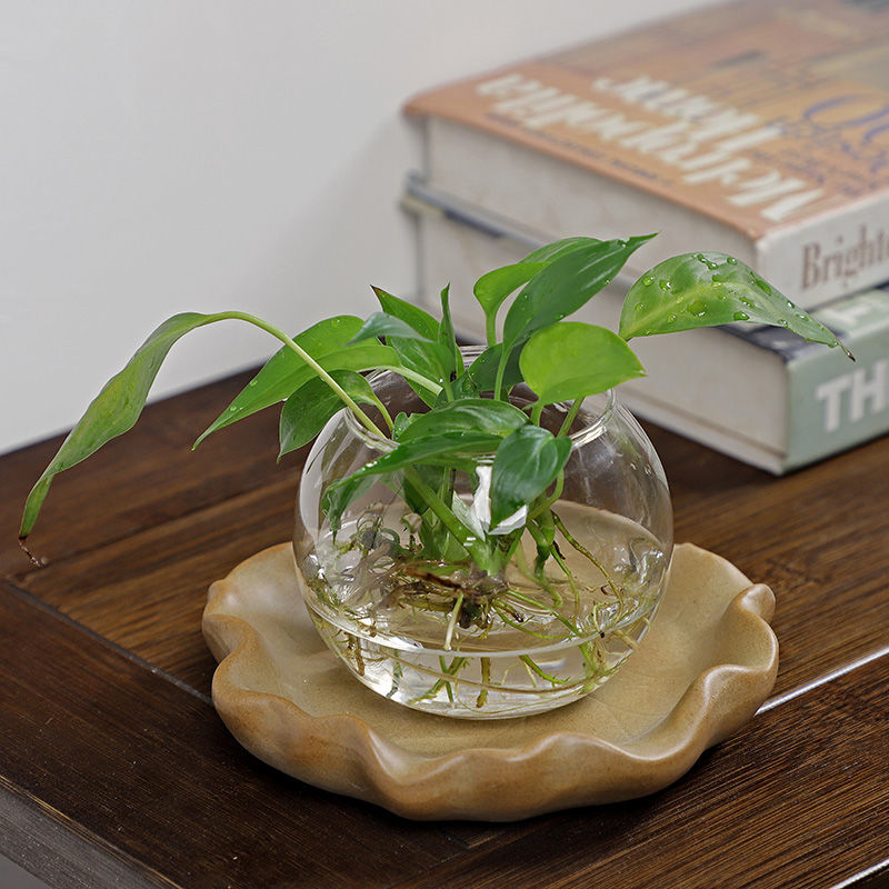 Pianta idroponica in legno bra - Drip Tray Saucer recensione e prezzo
