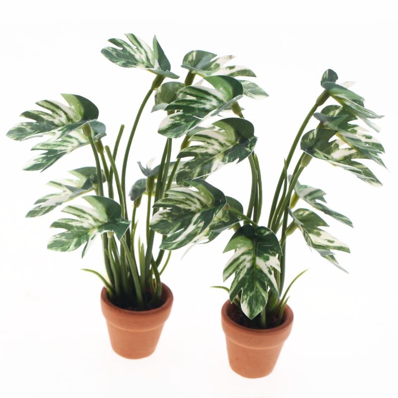 Nuovo. 1 Pezzo Pianta Verde Mo - Bonsai Garden Home recensione e prezzo