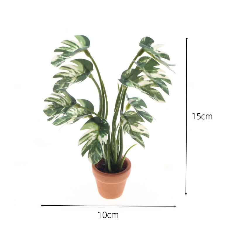 Nuovo. 1 Pezzo Pianta Verde Mo - Bonsai Garden Home recensione e prezzo