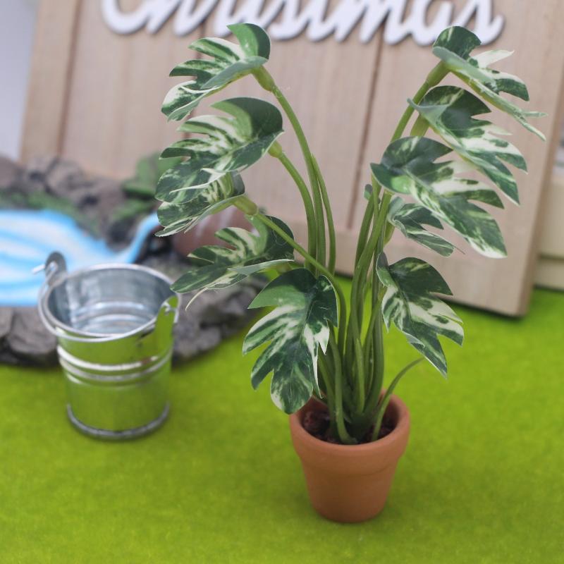 Nuovo. 1 Pezzo Pianta Verde Mo - Bonsai Garden Home recensione e prezzo