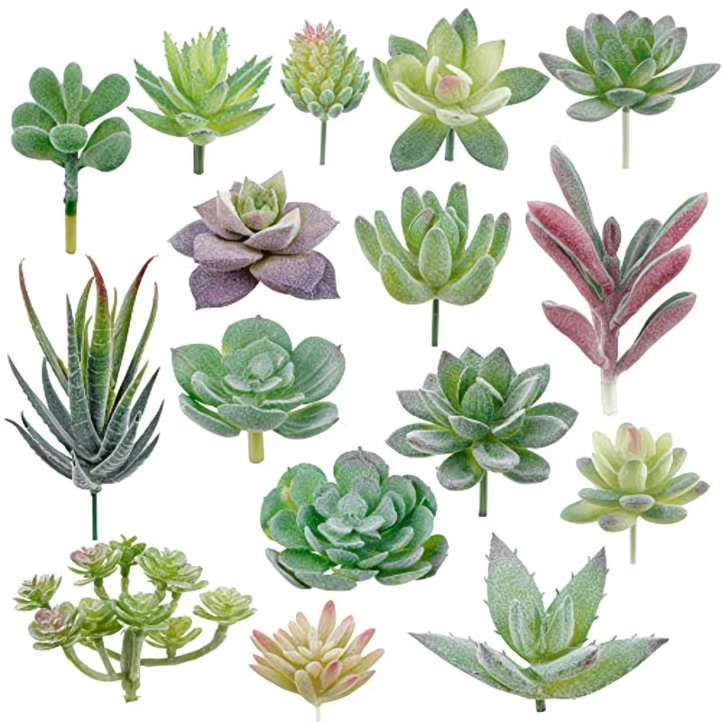 10/20 Pezzi Piante Succulente  - Bonsai Garden Home recensione e prezzo
